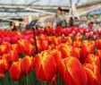 Jardin Keukenhof Frais Opening Keukenhof Tulip Gardens 2020 Get Discount Tickets now
