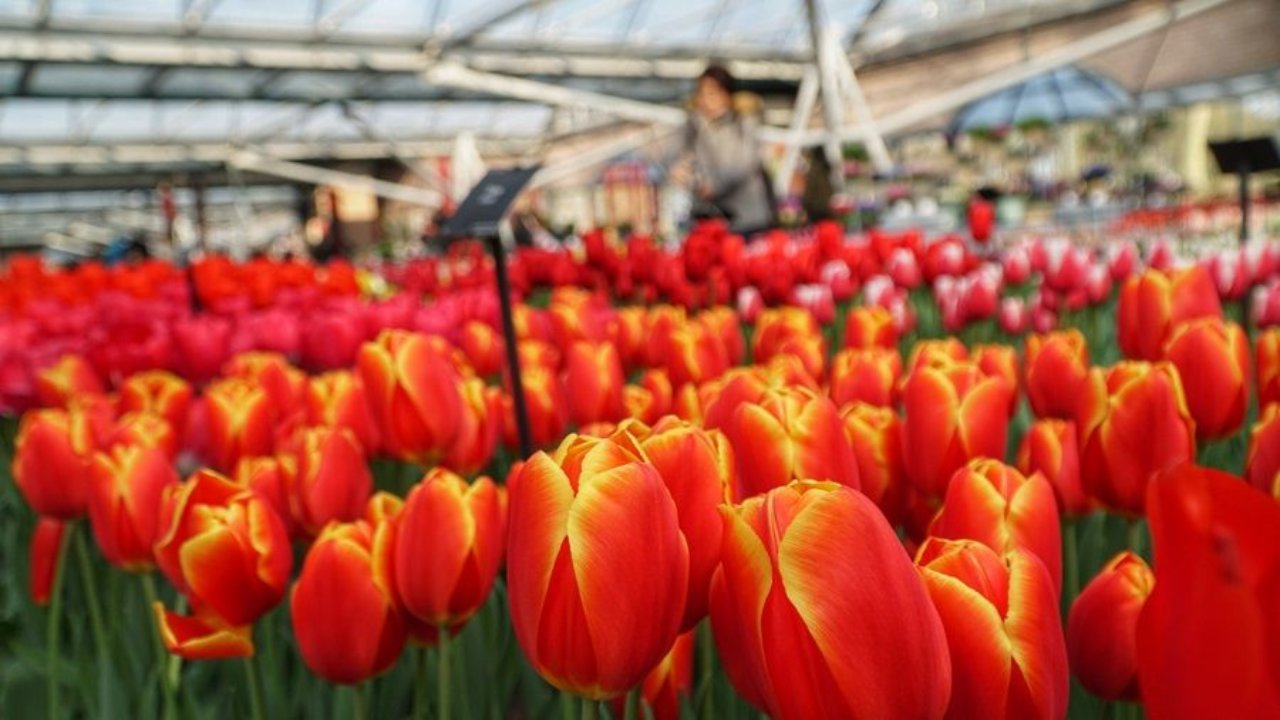 keukenhof 2018 tulips