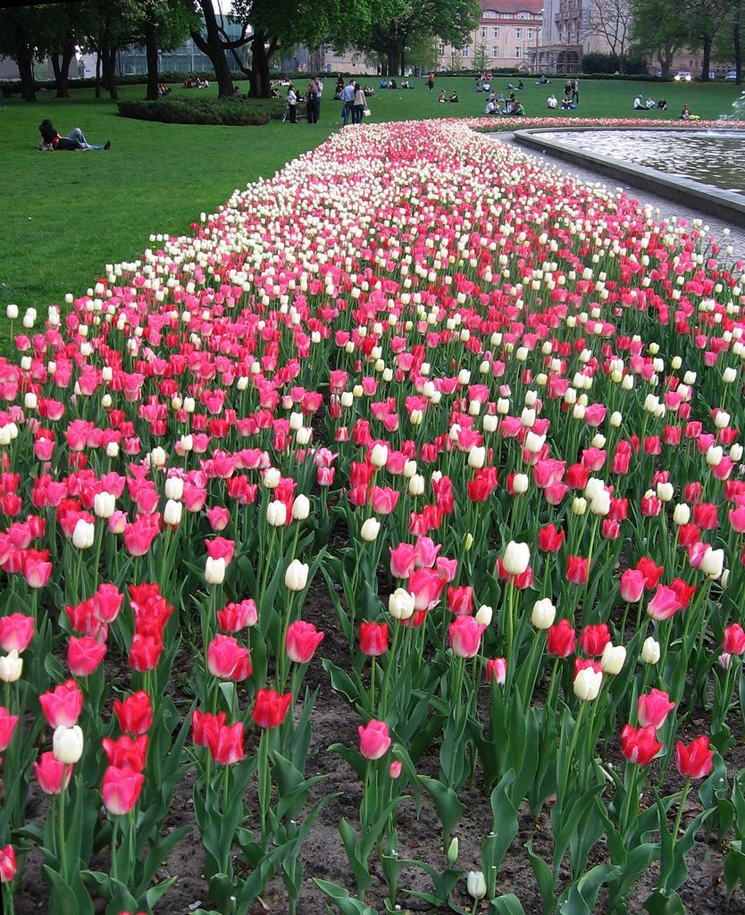 Jardin Keukenhof Frais Pin On PoznaÅ