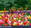 Jardin Keukenhof Frais Pretty Girl Smiling Amongst the Beautiful Spring Flowers In