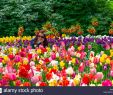 Jardin Keukenhof Frais Pretty Girl Smiling Amongst the Beautiful Spring Flowers In