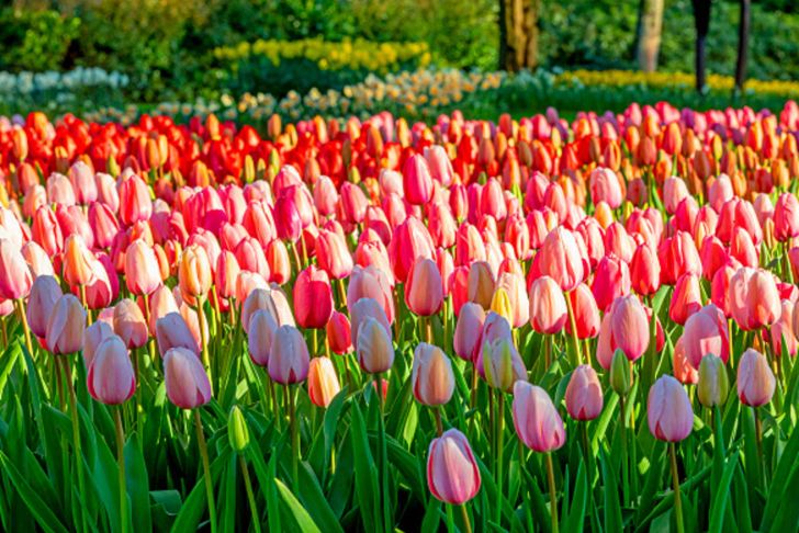 Jardin Keukenhof Frais S Keukenhof Gardens Hosts Virtual tours Amid Covid 19