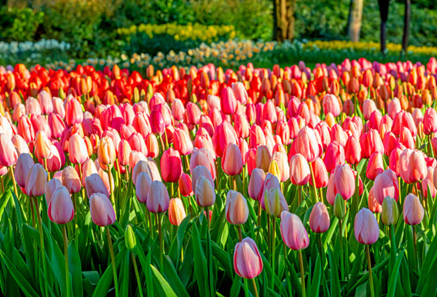 Jardin Keukenhof Frais S Keukenhof Gardens Hosts Virtual tours Amid Covid 19