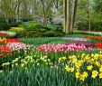Jardin Keukenhof Frais Visit the Keukenhof the Largest Flower Garden In the World