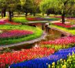 Jardin Keukenhof Génial 40 Best Flowers Images