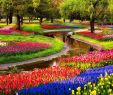 Jardin Keukenhof Génial 40 Best Flowers Images