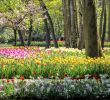 Jardin Keukenhof Génial Amsterdam Tulips A Bike tour to Holland S Keukenhof Gardens