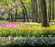 Jardin Keukenhof Génial Amsterdam Tulips A Bike tour to Holland S Keukenhof Gardens