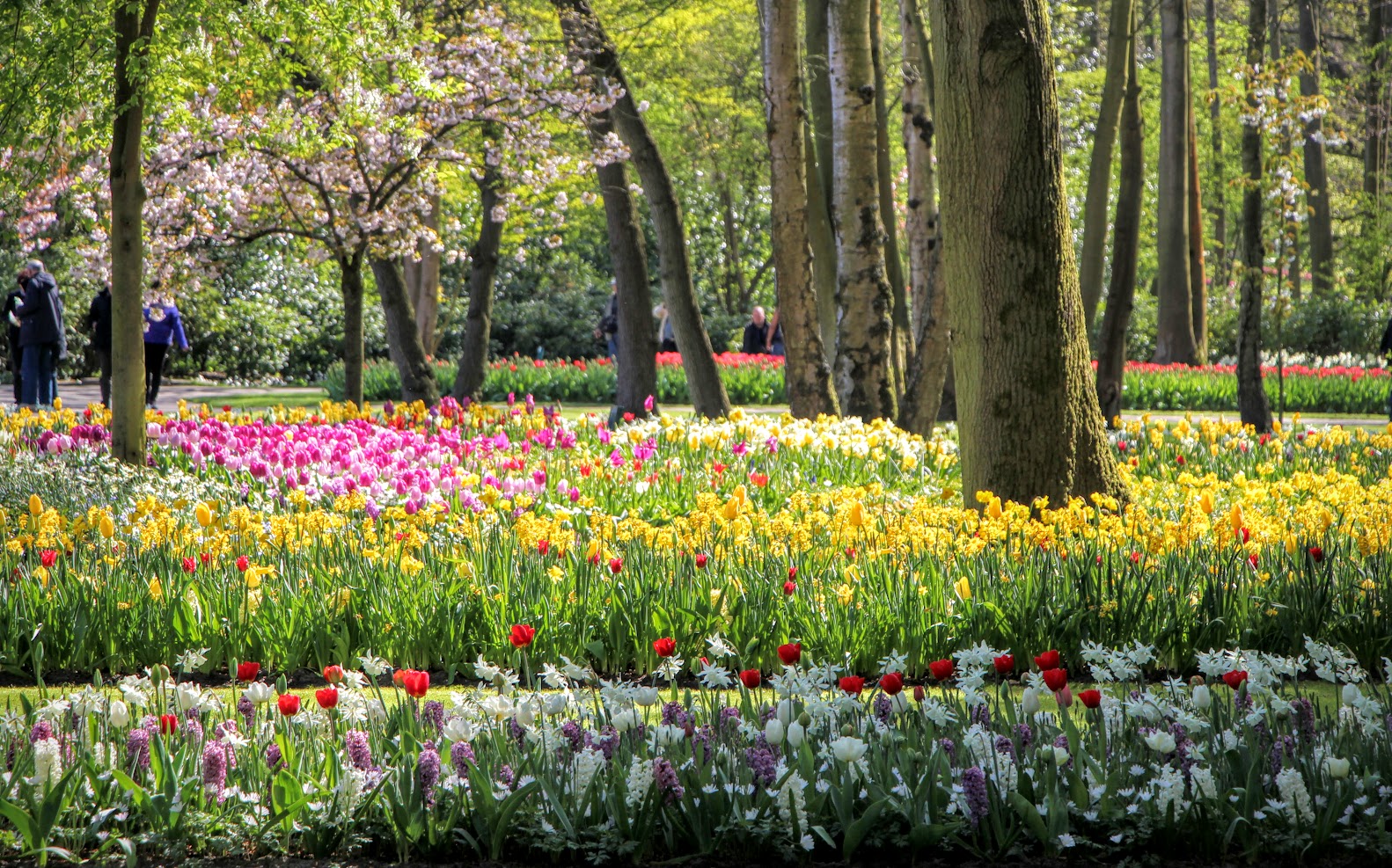 Jardin Keukenhof Génial Amsterdam Tulips A Bike tour to Holland S Keukenhof Gardens