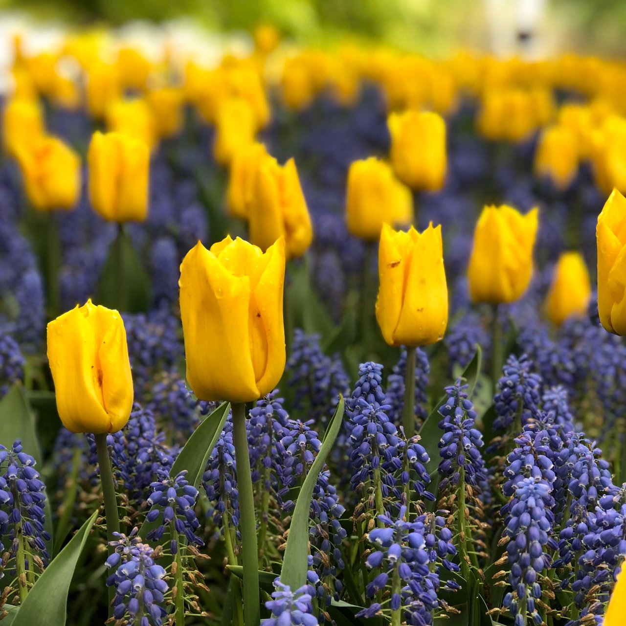 Jardin Keukenhof Génial Keukenhof Lisse 2020 All You Need to Know before You Go