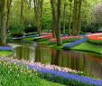 Jardin Keukenhof Génial Keukenhof Lisse