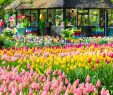 Jardin Keukenhof Génial Keukenhof Lisse Netherlands Apr 28th 2019 Amazing
