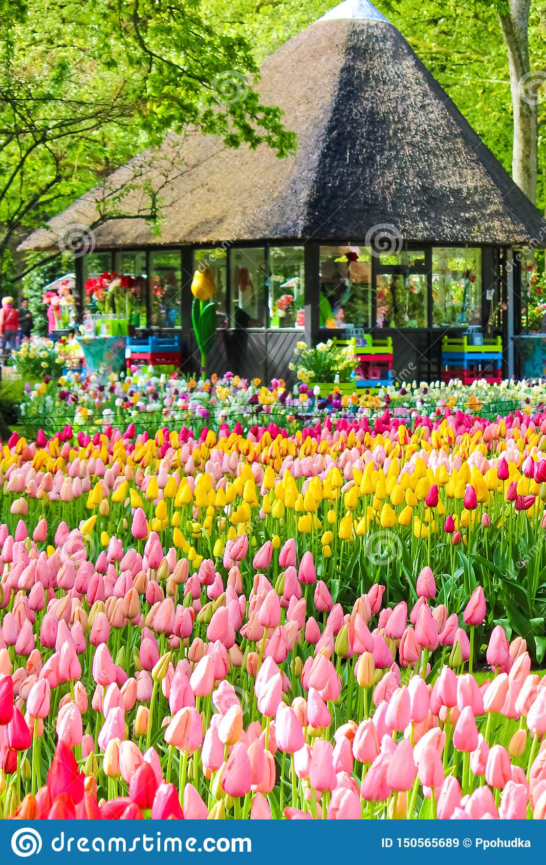 keukenhof lisse netherlands apr th amazing keukenhof gardens typical colorful tulips famous park major dutch tourist