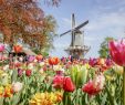 Jardin Keukenhof Génial Keukenhof Madurodam tour