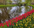 Jardin Keukenhof Génial Our Visit to Amsterdam and Keukenhof In April Mom In Zurich