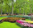 Jardin Keukenhof Génial the Most Colourful Day Trip From Amsterdam Keukenhof Gardens