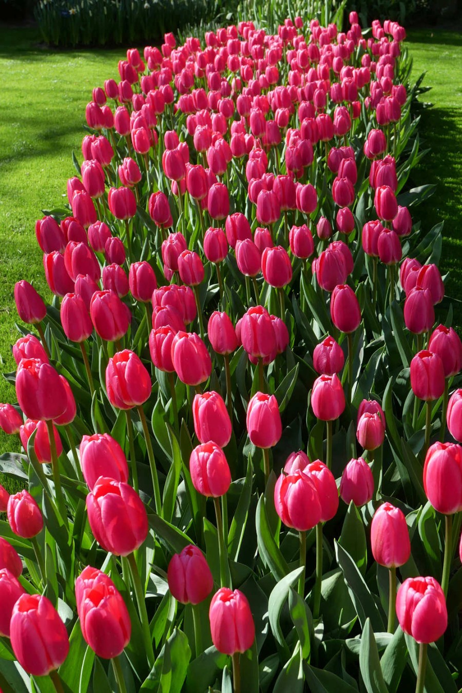 Jardin Keukenhof Génial Update Holland S Spectacular Spring Flower Show is Canceled
