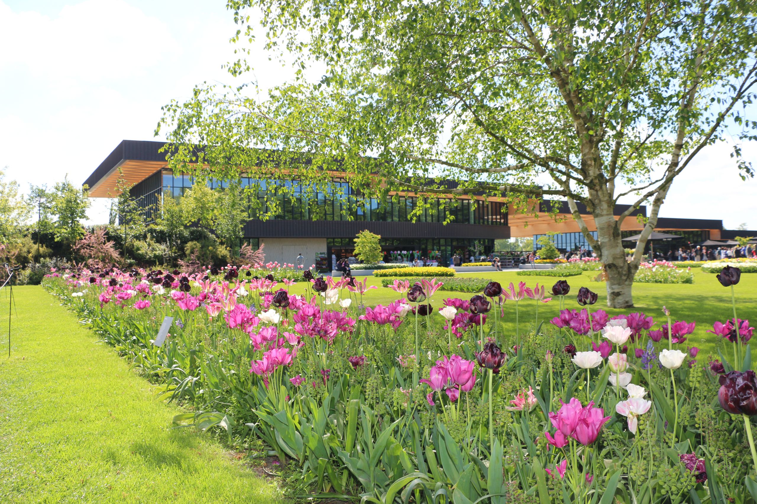 Jardin Keukenhof Inspirant 16 May Last Days Of Tulip Season 2019 Tulip Festival