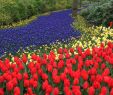 Jardin Keukenhof Inspirant Away From Home Keukenhof Gardens Netherlands