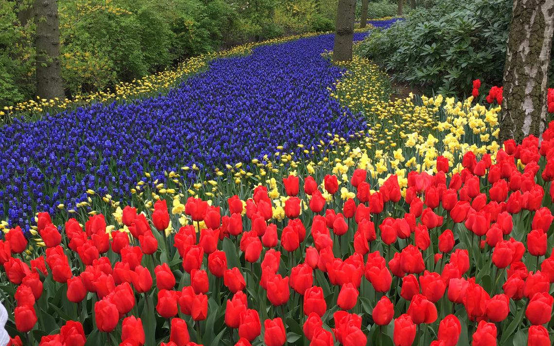 Moorhead resident Barb Delaney saw this array of spring flowers April 14 % at the Keukenhof Gardens in the Netherlands Special to The Forum