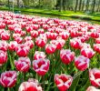 Jardin Keukenhof Inspirant De Keukenhof Lisse Flower Fields Flowers Amsterdam Editorial