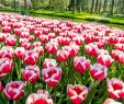 Jardin Keukenhof Inspirant De Keukenhof Lisse Flower Fields Flowers Amsterdam Editorial