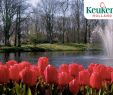 Jardin Keukenhof Inspirant Enjoy This New Video Of Our Beautiful Park ð· Keukenhof Virtually Open