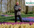 Jardin Keukenhof Inspirant Gardener Owen Shows You the Most Beautiful Hyacinths Of the Park Keukenhof Virtually Open