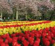 Jardin Keukenhof Inspirant Keukenhof Garden 2019