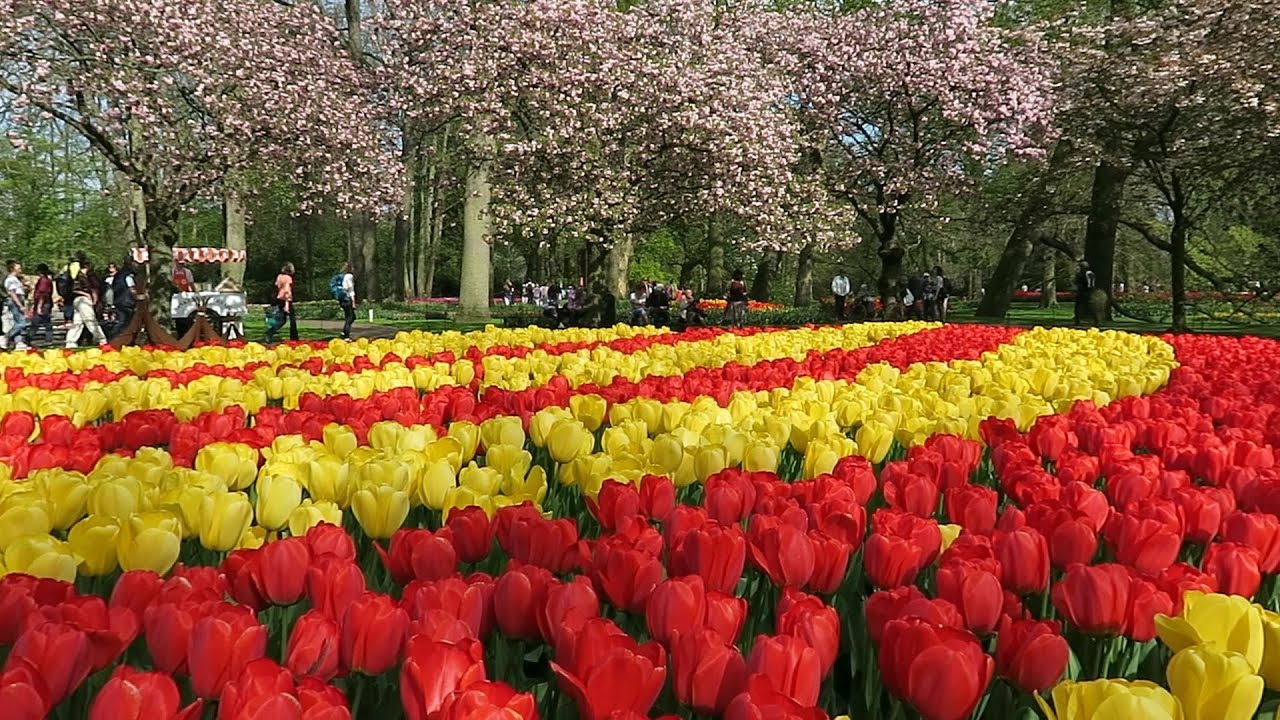 Jardin Keukenhof Inspirant Keukenhof Garden 2019