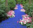 Jardin Keukenhof Luxe 5 Sights so Incredible You Won T Believe they Re Real