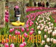 Jardin Keukenhof Luxe Impression Of Keukenhof Flower Gardens 2019 Lisse Holland