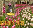 Jardin Keukenhof Luxe Impression Of Keukenhof Flower Gardens 2019 Lisse Holland