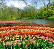 Jardin Keukenhof Luxe Keukenhof 2020 Plan Your Visit with Our Guide