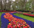 Jardin Keukenhof Luxe Keukenhof Lisse Netherlands Flower Trail at Keukenhof