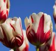 Jardin Keukenhof Luxe Keukenhof Skip the Line 2019 Season