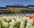 Jardin Keukenhof Luxe Keukenhof Tulip Gardens Amsterdam Holland Opening Hours