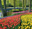 Jardin Keukenhof Nouveau 40 Best Flowers Images