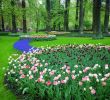 Jardin Keukenhof Nouveau File Tulips at Keukenhof Gardens Wikimedia Mons
