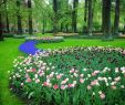 Jardin Keukenhof Nouveau File Tulips at Keukenhof Gardens Wikimedia Mons