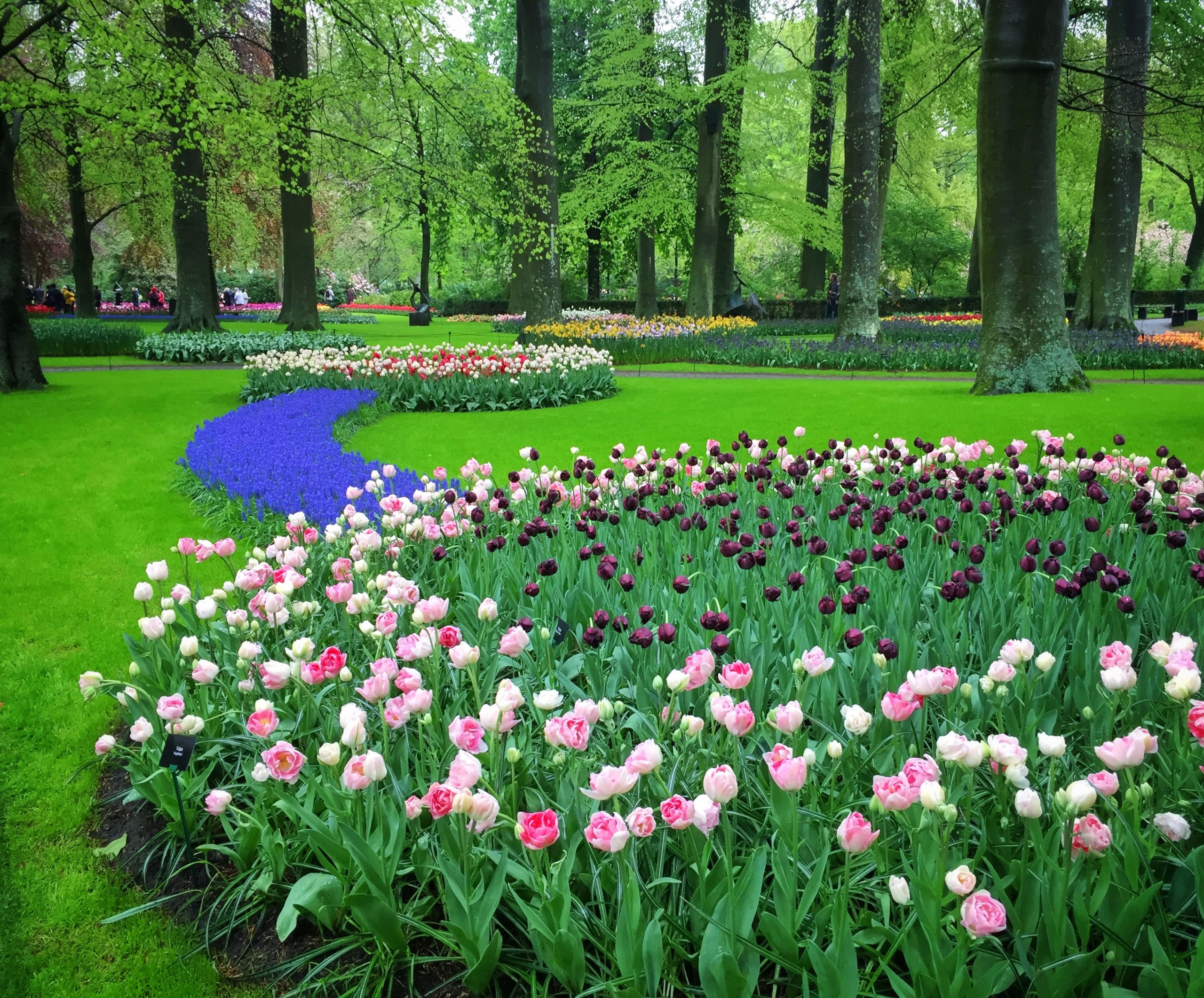 Tulips at Keukenhof gardens
