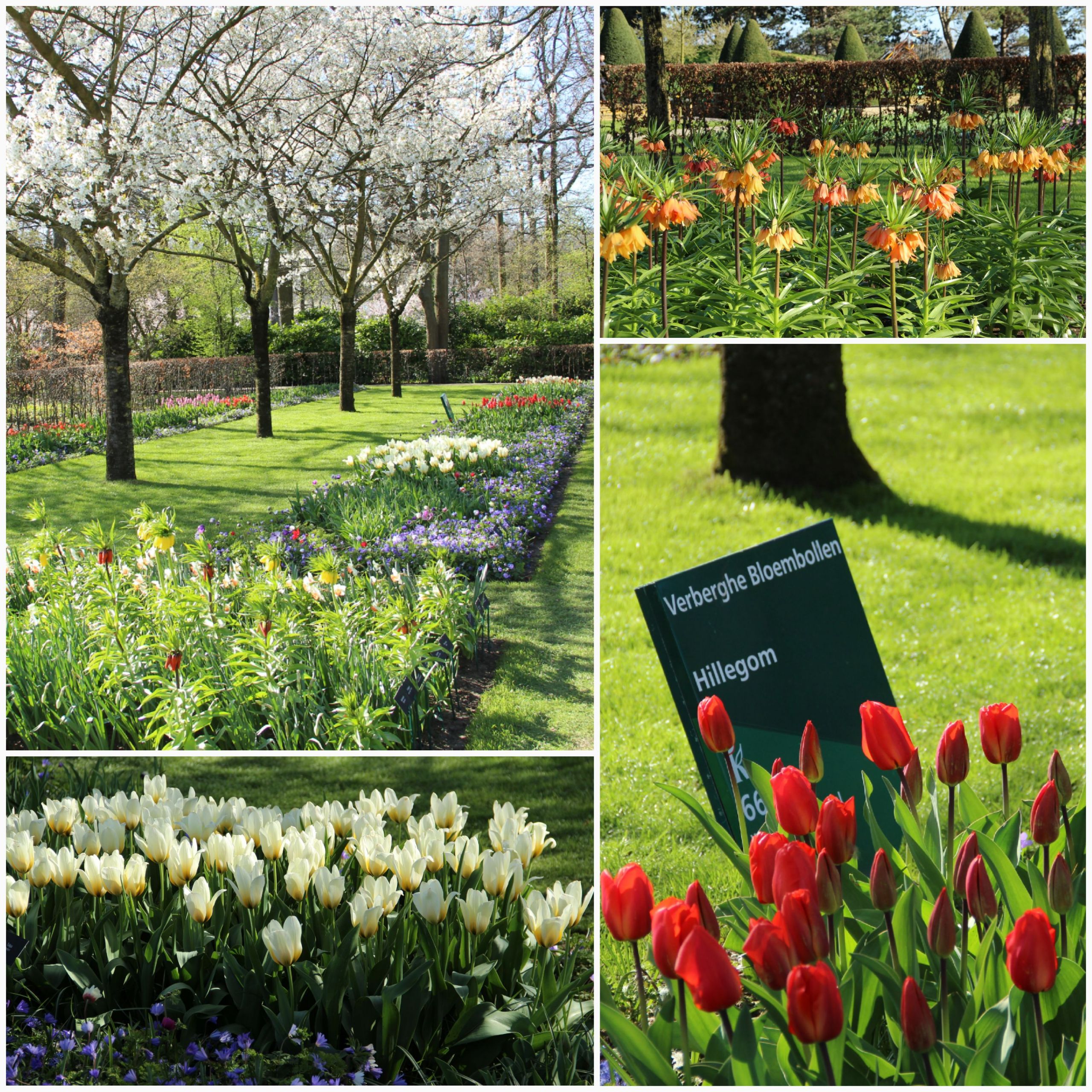 Jardin Keukenhof Nouveau Keukenhof 2019