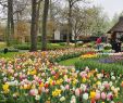 Jardin Keukenhof Nouveau Keukenhof Lisse 2020 All You Need to Know before You Go