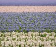 Jardin Keukenhof Nouveau Keukenhof Tulip Mania