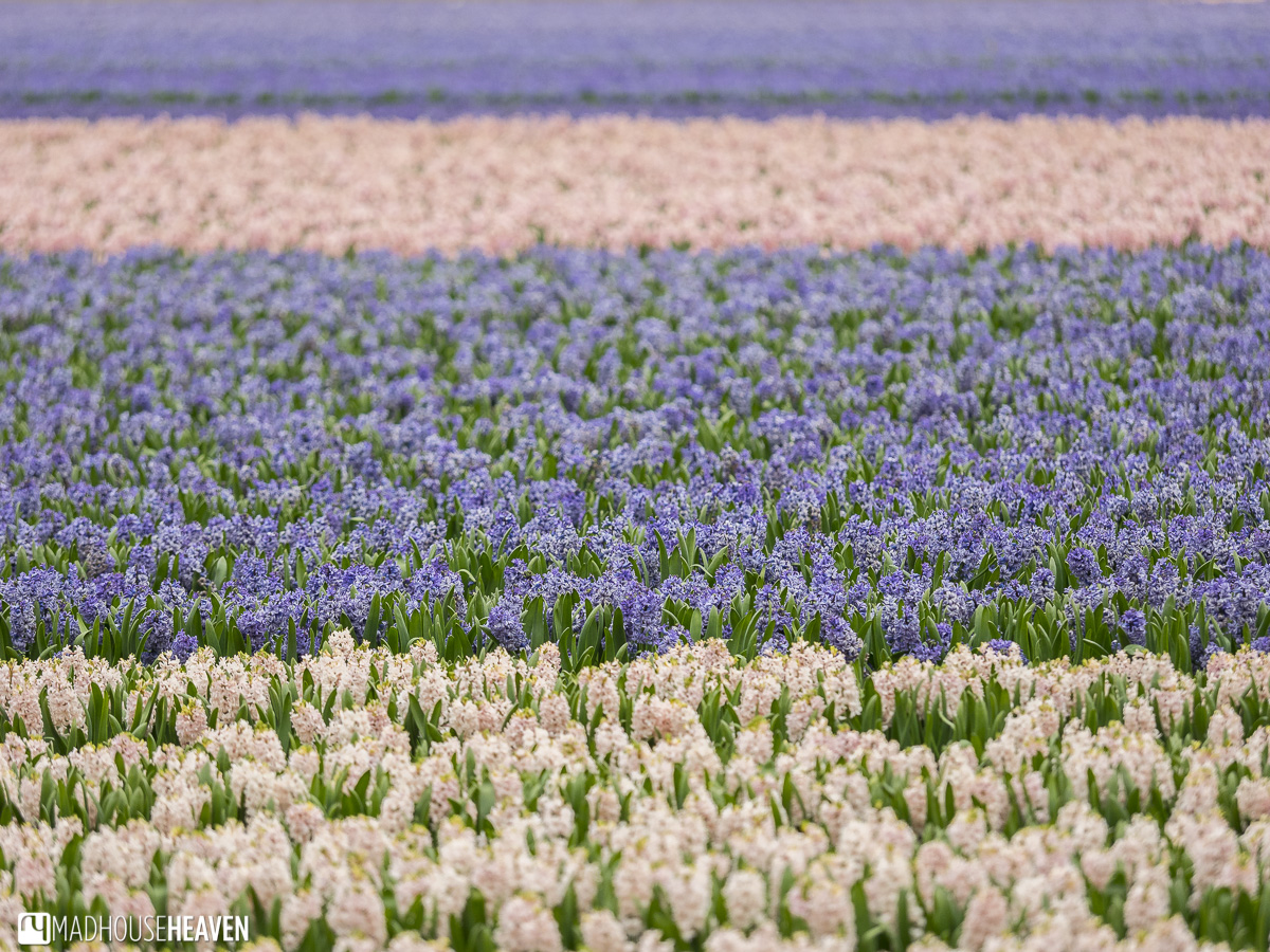 Jardin Keukenhof Nouveau Keukenhof Tulip Mania