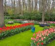 Jardin Keukenhof Unique Best Time to Visit Keukenhof Garden to See Tulips In Bloomð·