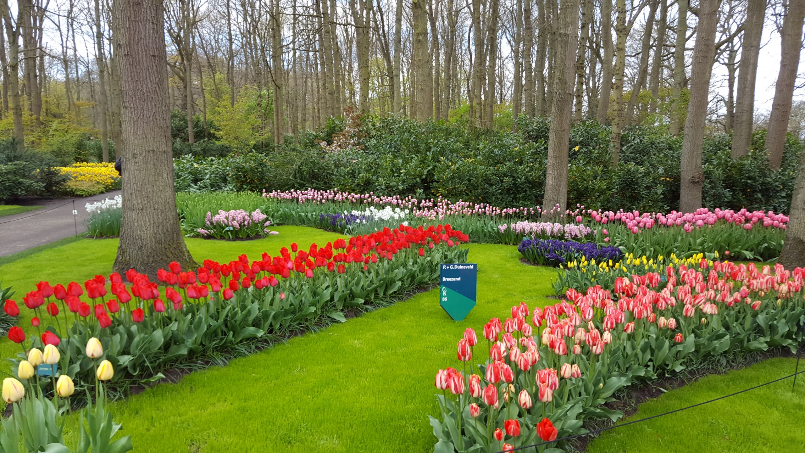 Tulip bloom Keukenhof gardens Holland