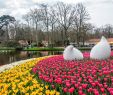Jardin Keukenhof Unique Keukenhof Gardens 10 Tips to See Tulips In 2020