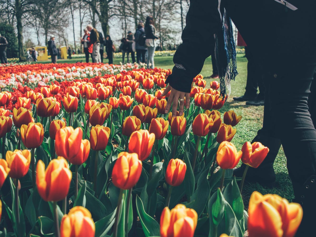 Jardin Keukenhof Unique Keukenhof Gardens 2020 Private tour