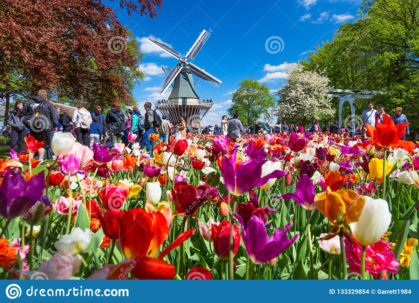 keukenhof netherlands may blooming colorful tulips flowerbed public flower garden keukenhof windmill keukenhof